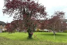 Prince Andrew Close, Maidenhead