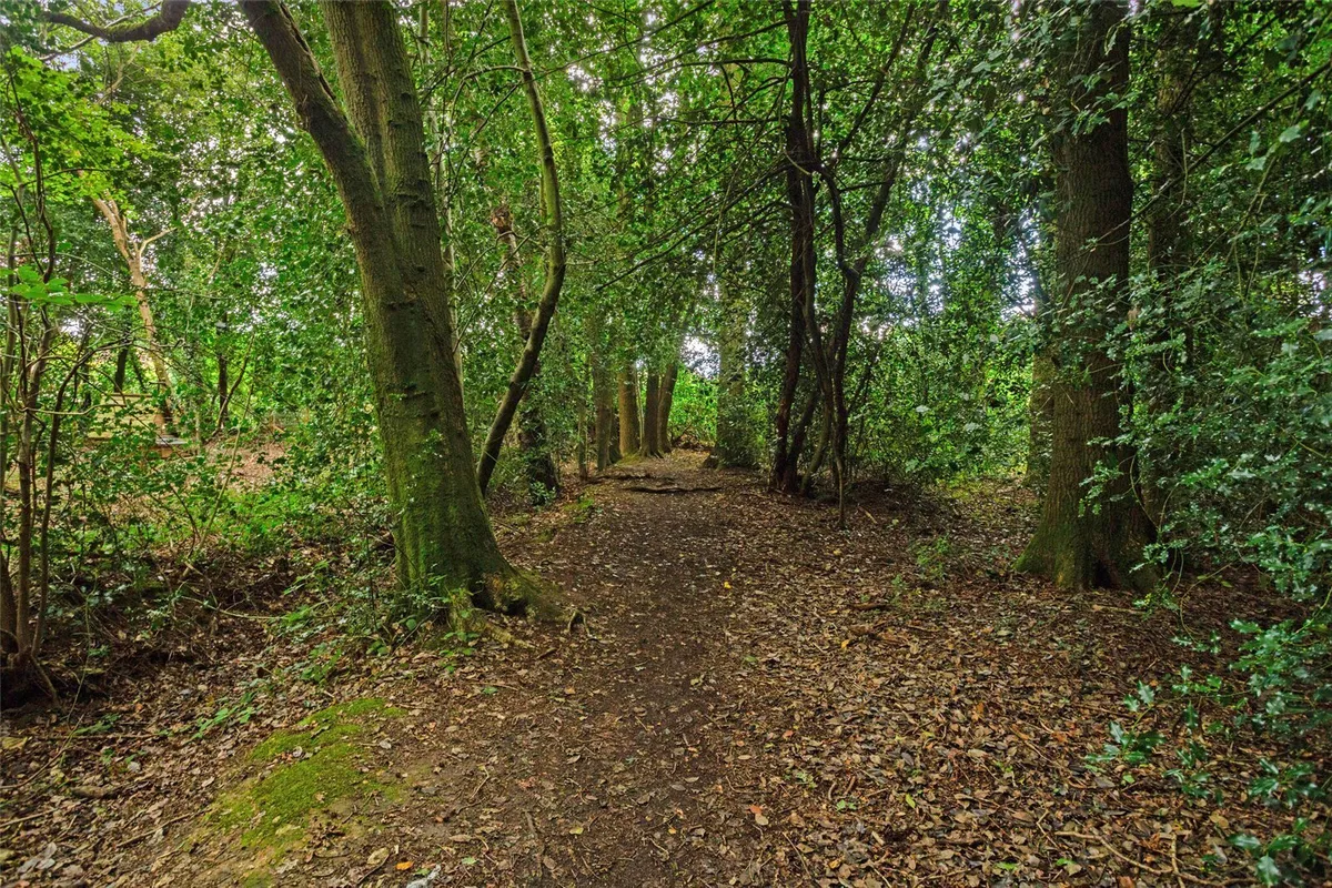 Bluebell Hollow, Baughurst, RG26