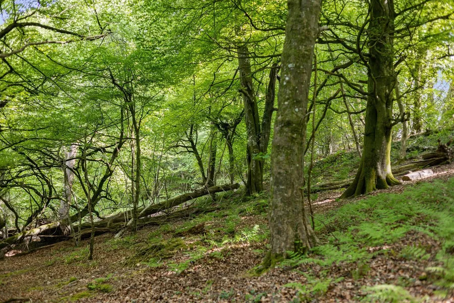 Property Image 38