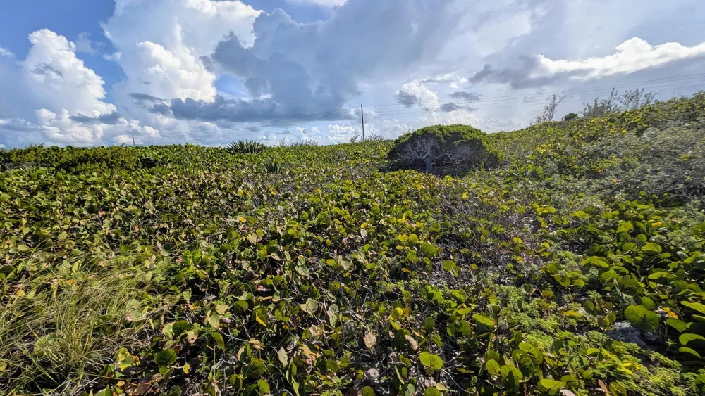 Whale Point Estates Eleuthera