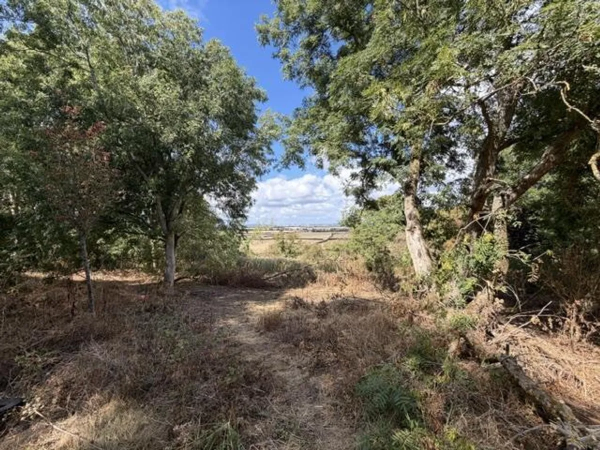 Woodland at Clipston-On-The-Wolds, Keyworth, Nottingham