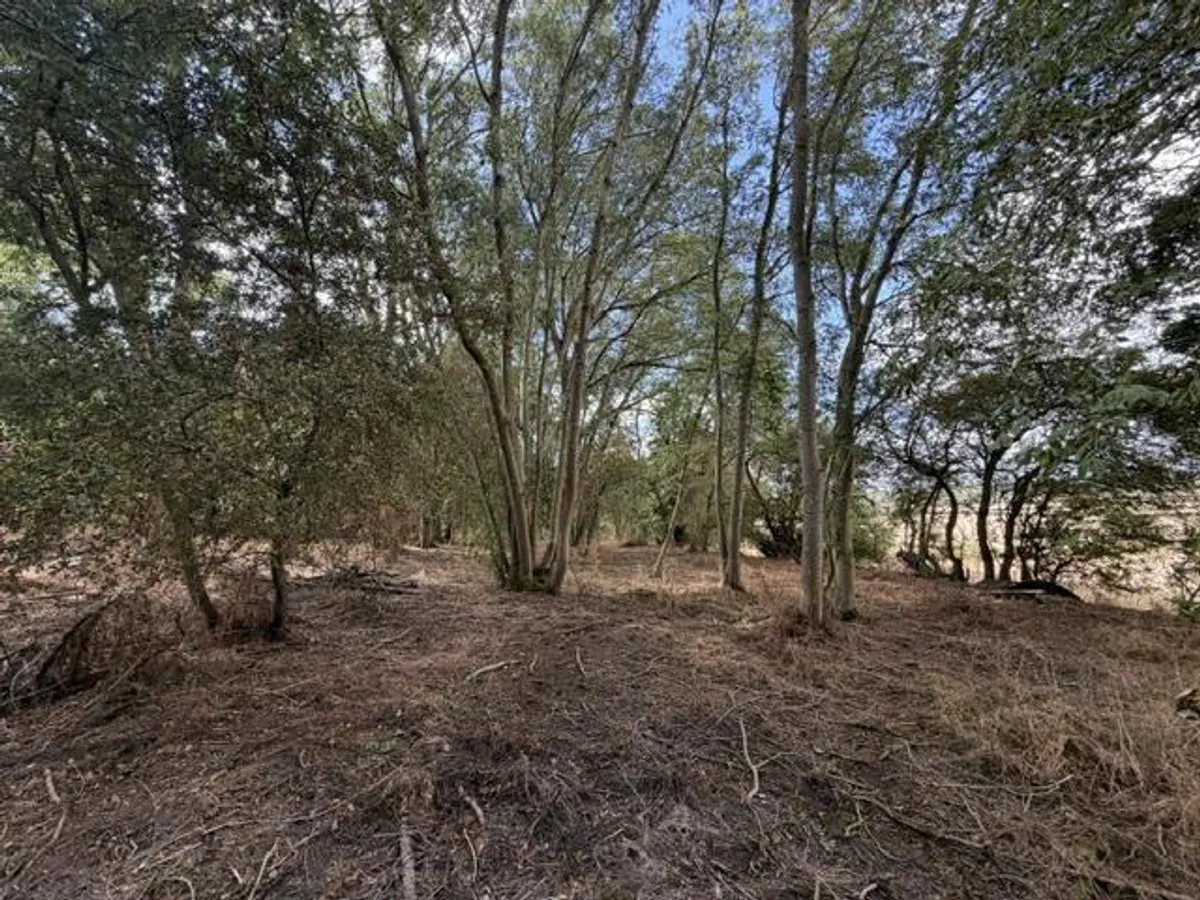 Woodland at Clipston-On-The-Wolds, Keyworth, Nottingham