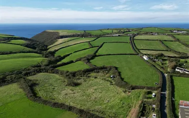 Dizzard, Bude