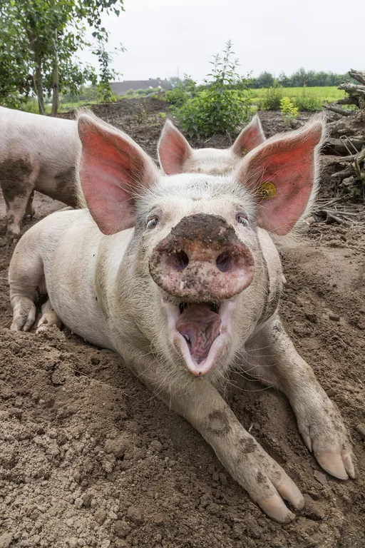It was like a pig sty hero