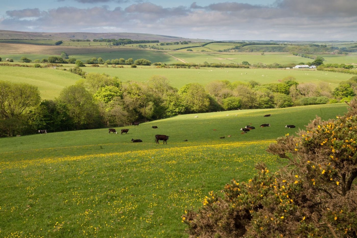 South Molton Letting Agents