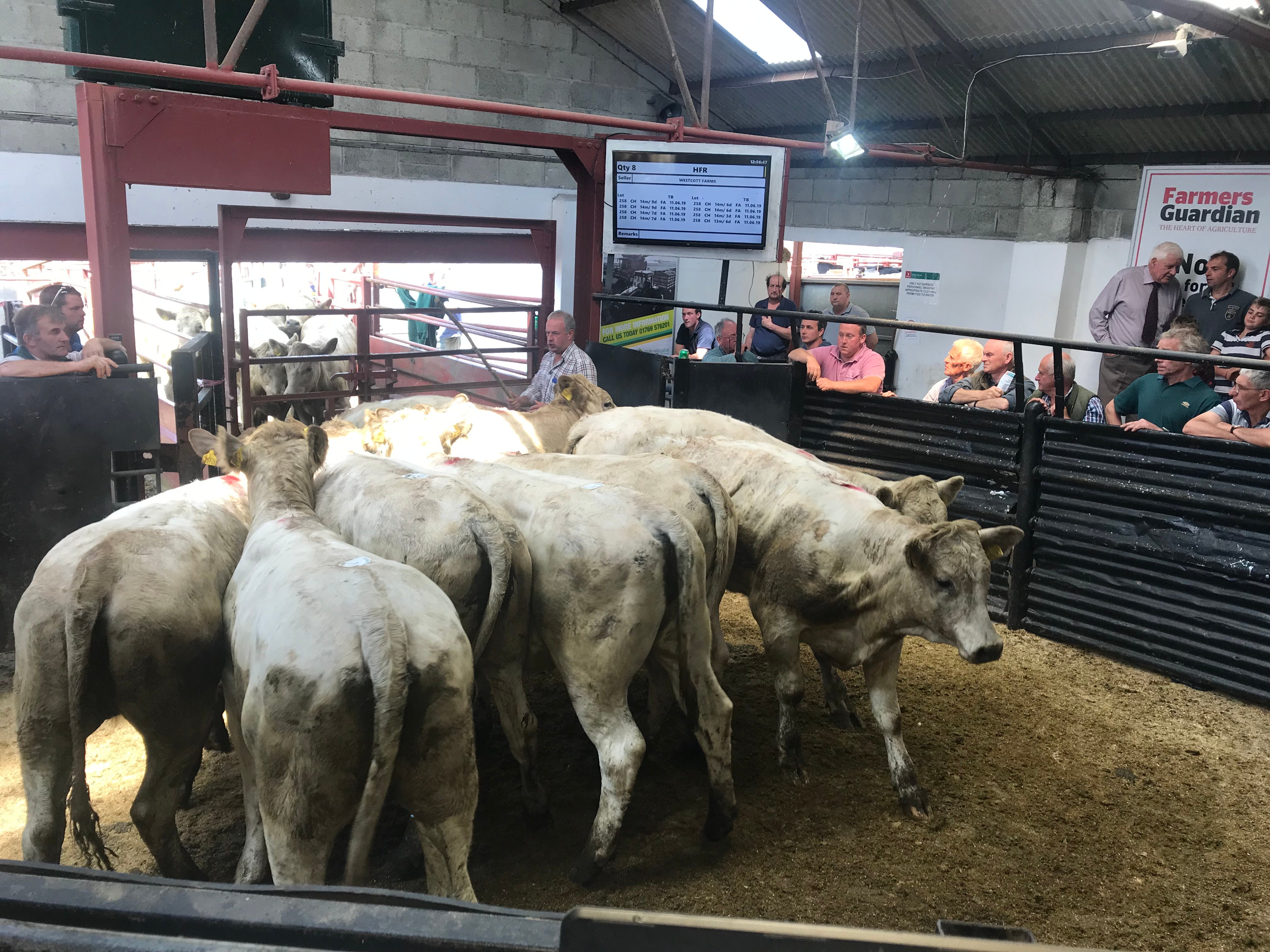 Tavistock Livestock Centre Tuesday 29 October Stags Estate Agents