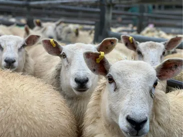 South Molton Market: Thursday 2nd March 2023