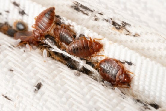 Effective strategies to prevent  bed bugs