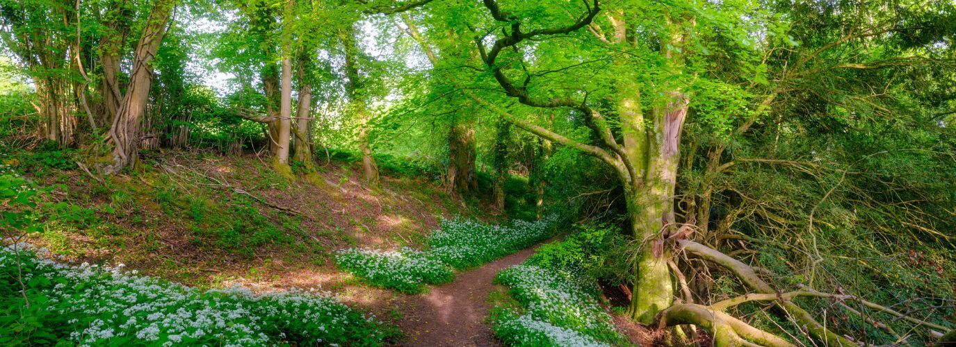 Liphook Area Guide Hamptons Estate Agents