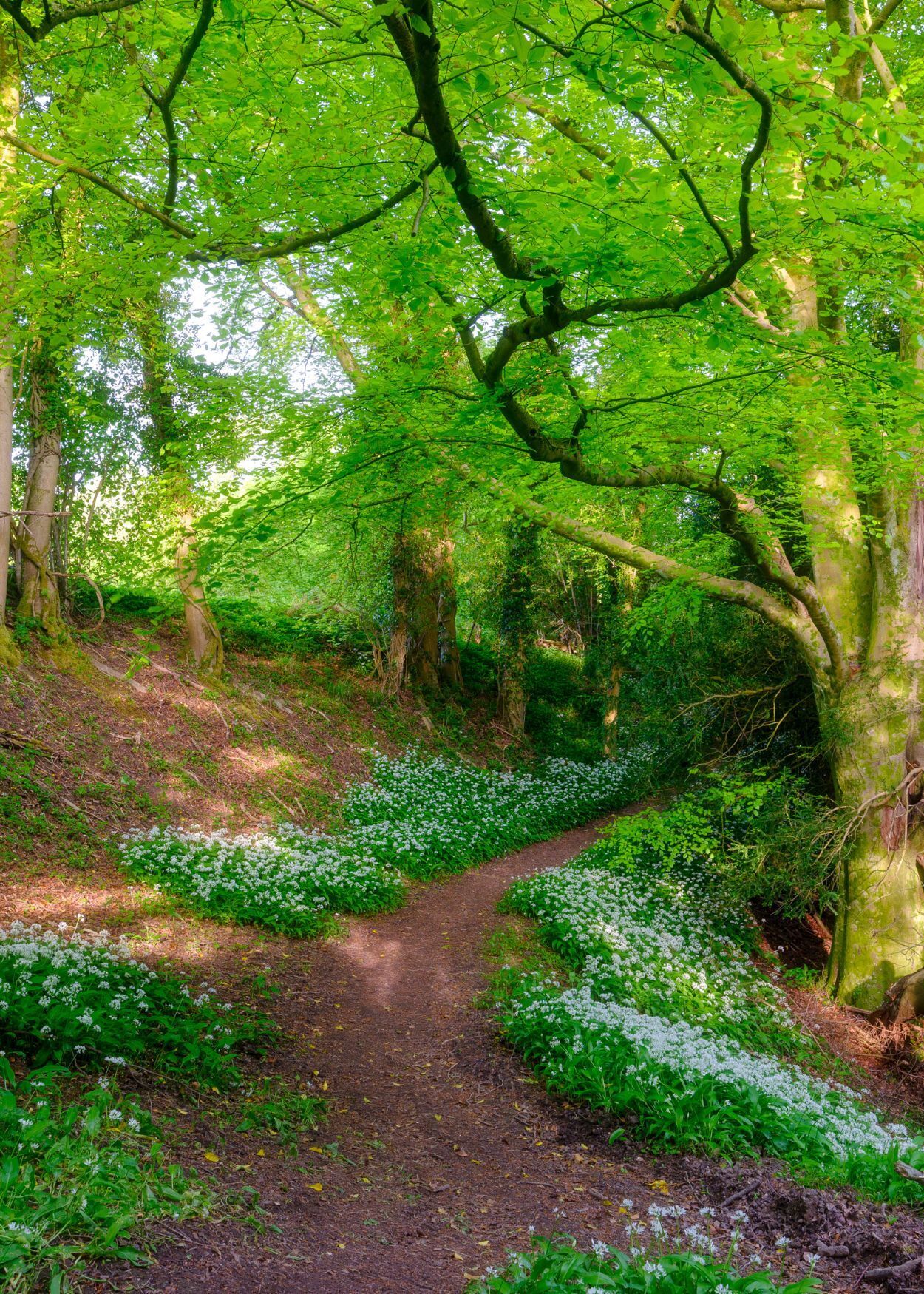 Liphook Area Guide Hamptons Estate Agents