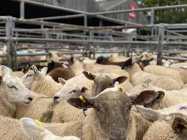 South Molton Market: Thursday 28th December