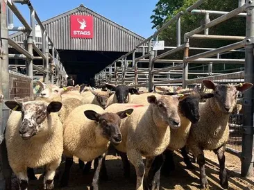 South Molton Market:  Thursday 23rd May 2024