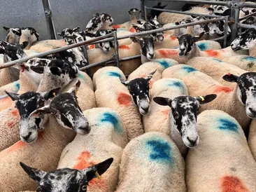 South Molton Market: Thursday 18th July 2024