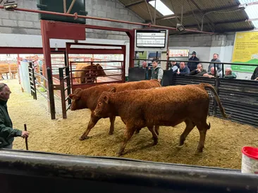 Tavistock Market: Tuesday 5th November 2024 November Cattle & Sheep Fair