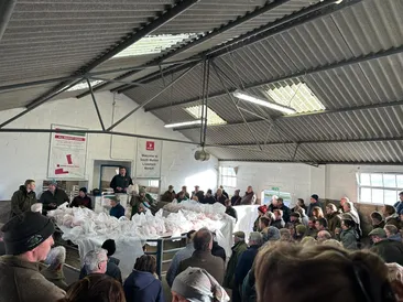 South Molton Market Report 19th December 2024