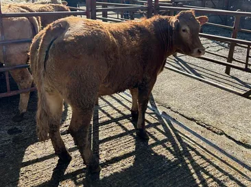 April Cattle & Sheep Fair Market Report