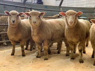 Weekly Sale of Prime Lambs & Cull Ewes/Rams