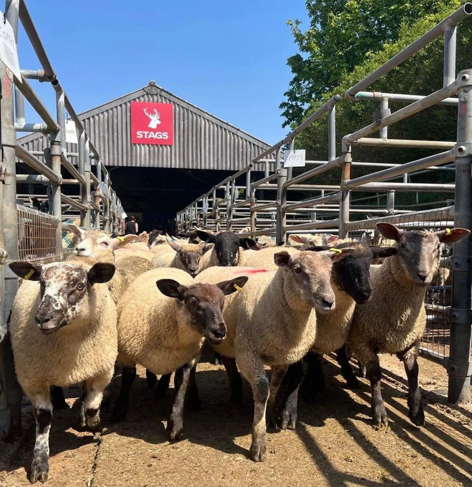 South Molton Market Report 19th June 2025