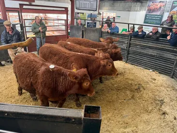 March Cattle & Sheep Fair