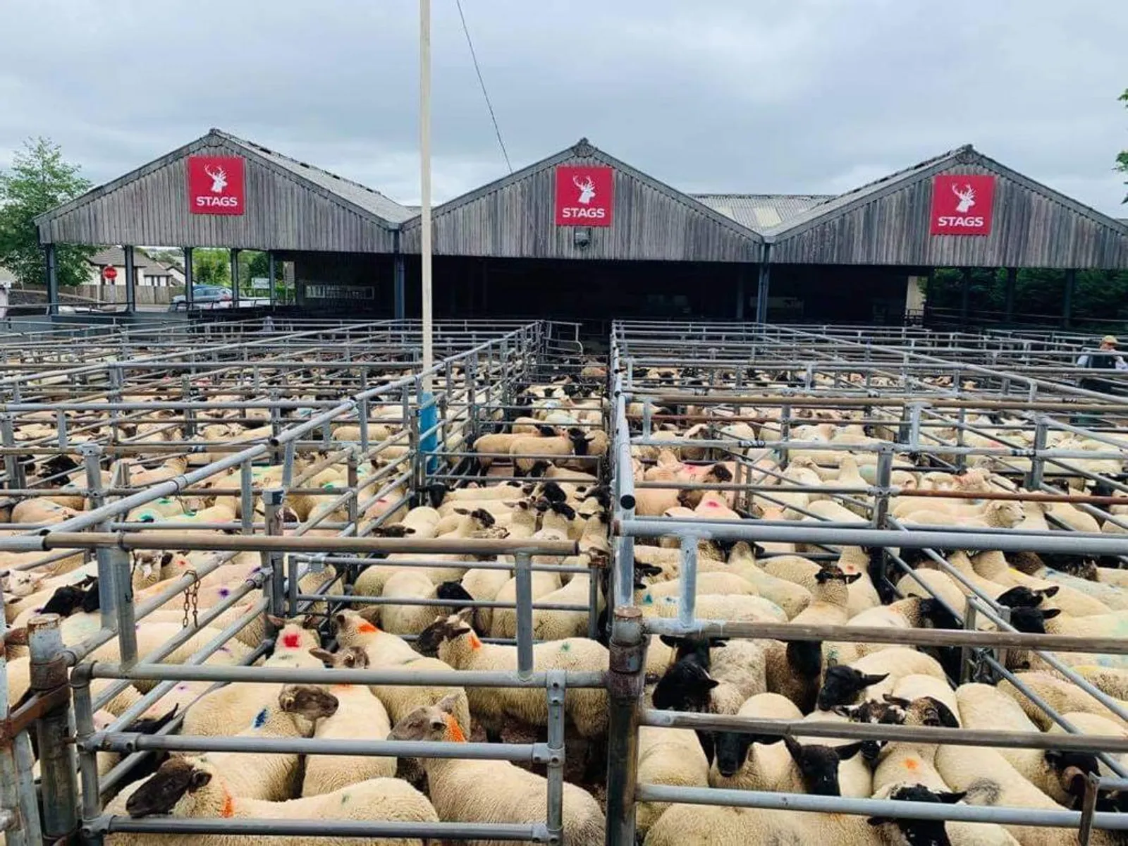 South Molton Market Report 18th June 2026