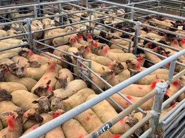 South Molton Market Report 9th July 2026