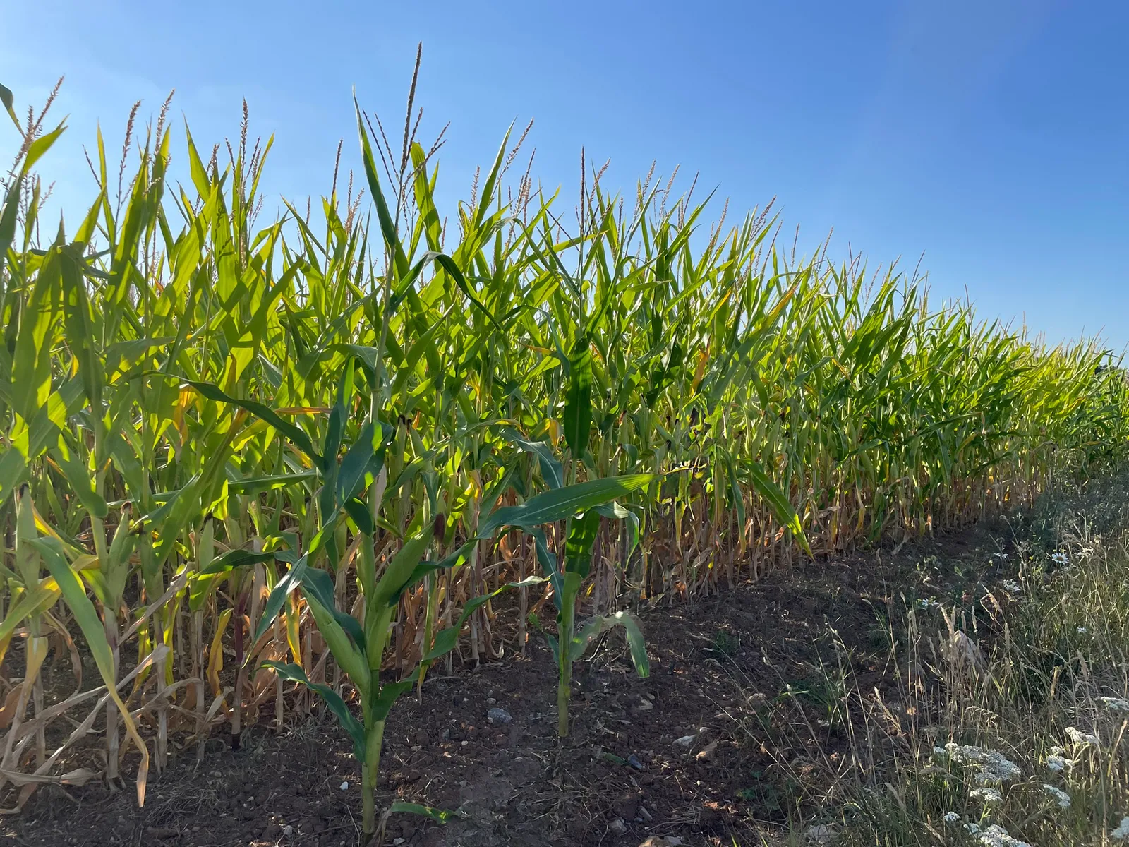 77.25 Acres of Standing Maize at Culmhead, Taunton, Somerset, TA3 7DY