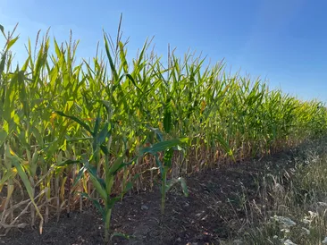 77.25 Acres of Standing Maize at Culmhead, Taunton, Somerset, TA3 7DY