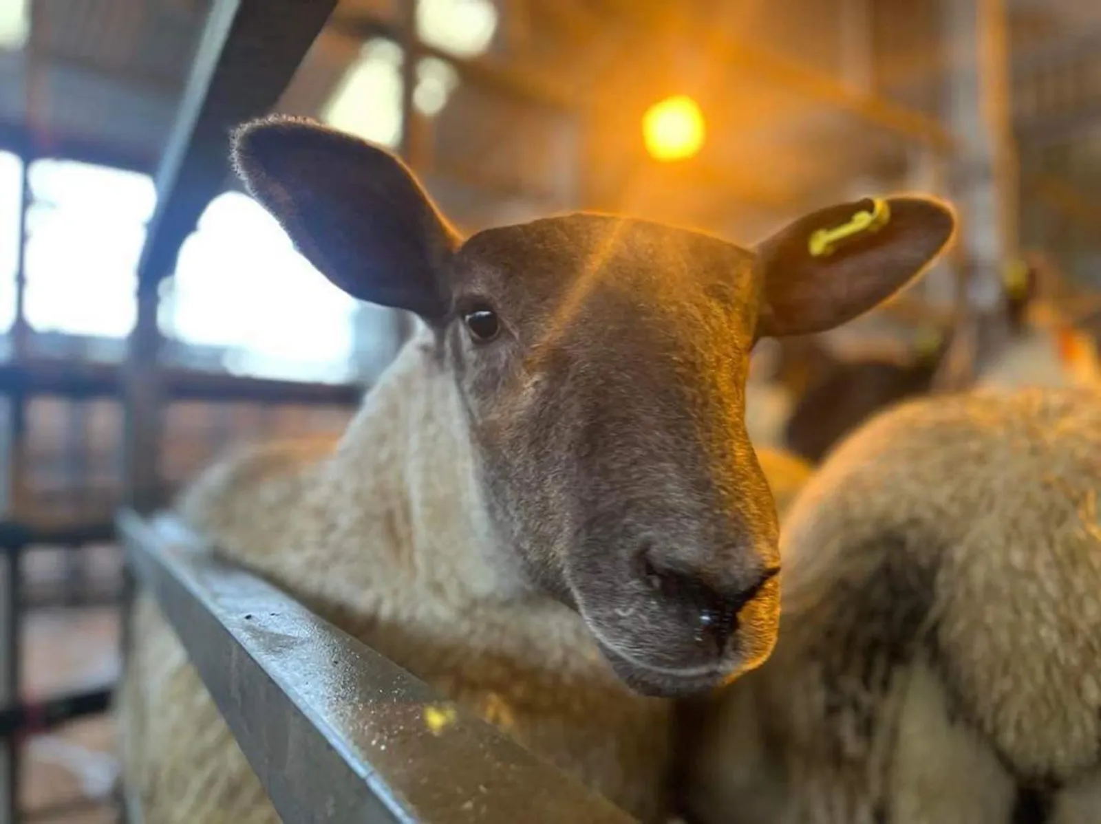 South Molton Market Report 13th August 2026