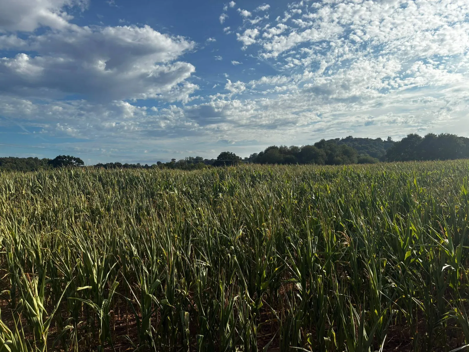 24 Acres of Standing Maize at Silverton, Exeter, Devon, EX5 4PU