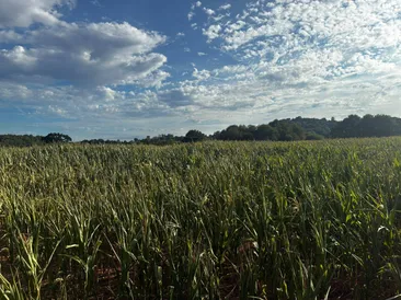24 Acres of Standing Maize at Silverton, Exeter, Devon, EX5 4PU