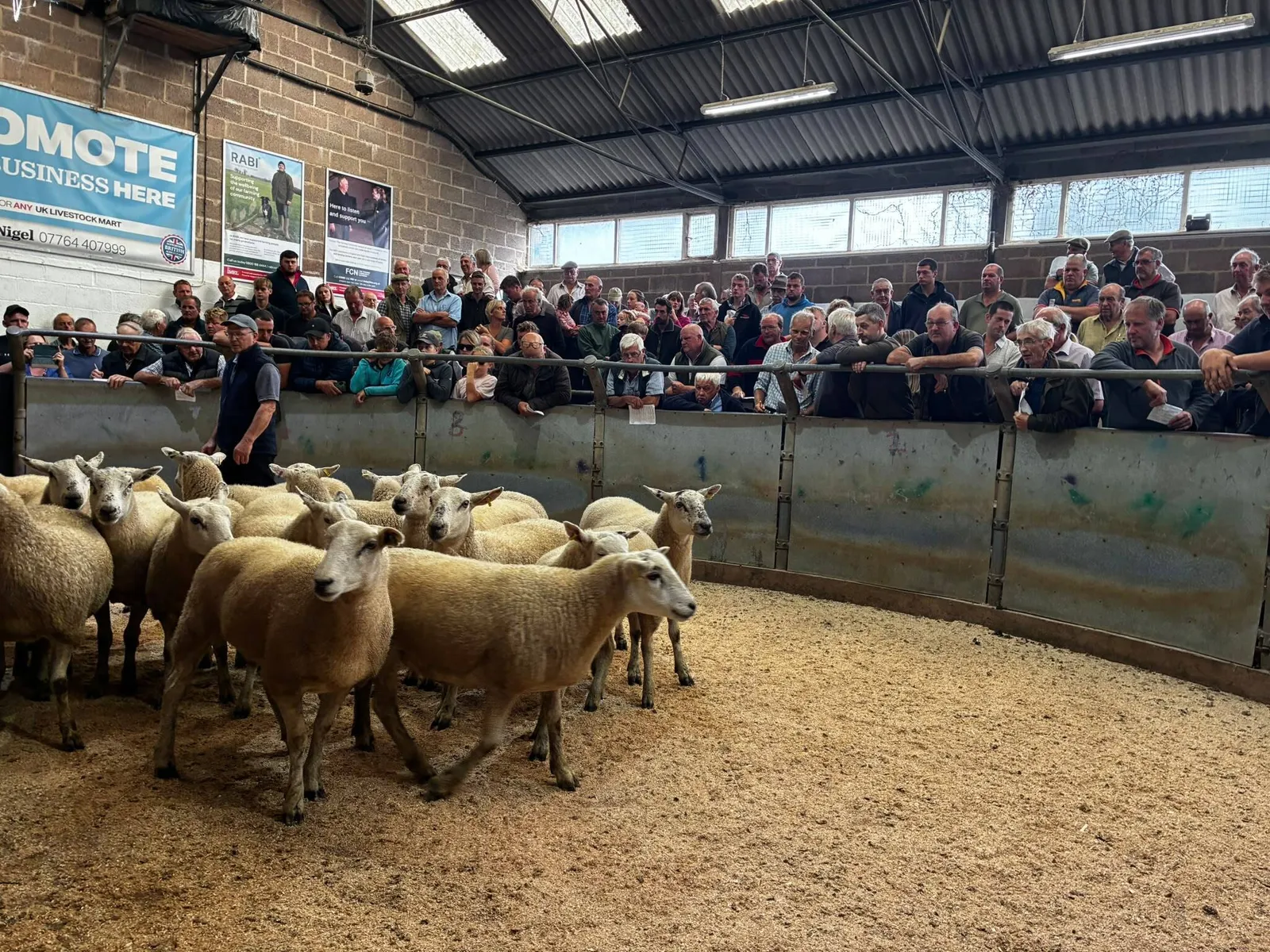 South Molton Market Report 18th August 2026
