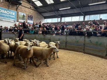 South Molton Market Report 18th August 2026