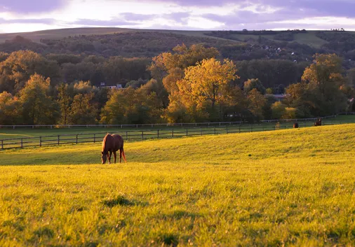 Why the South West is a Leading Choice for Equestrian Property in the UK 