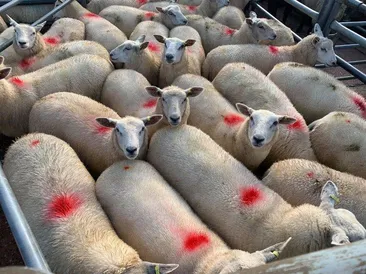 Weekly Sale of Prime Lambs & Cull Sheep/Rams 