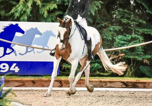 Top South West Equestrian Competition Venues 