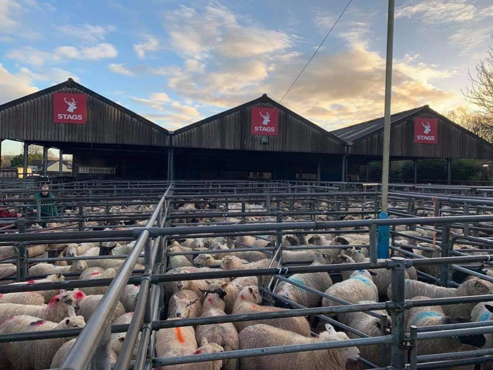 South Molton Market Report 27th August 2026