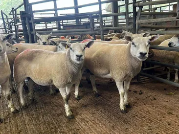 South Molton Market Report 10th September 2026