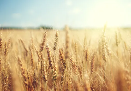 Online Fodder, Crop & Livestock Auctions Continue to Expand