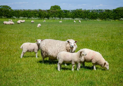 How Farmers and Buyers Are Adapting to a Changing Land Market