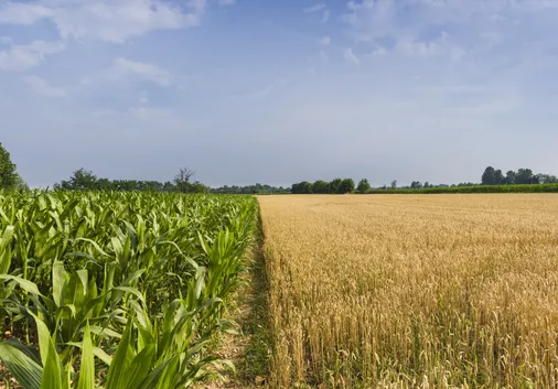 Strong Demand Continues for Seasonal Standing Crops
