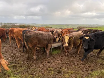 For Sale by Private Treaty 36 x 12-22MO Mixed Suckler Bred Steers